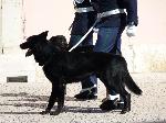 Cães