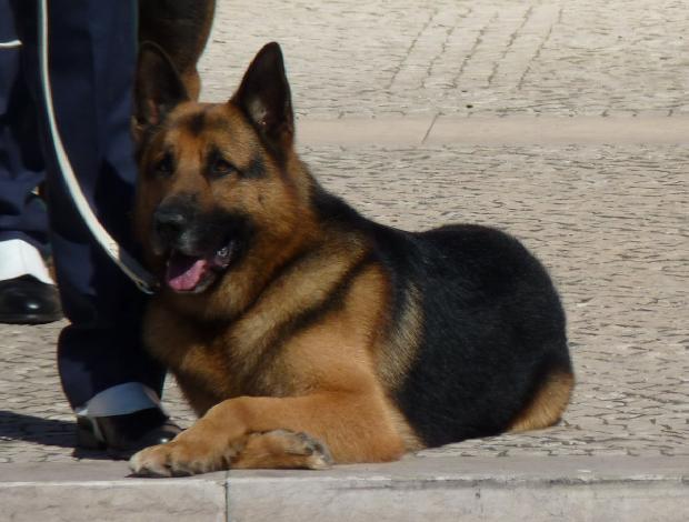 Pastor Alemão - GNR