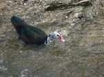 Aves