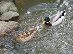 Aves