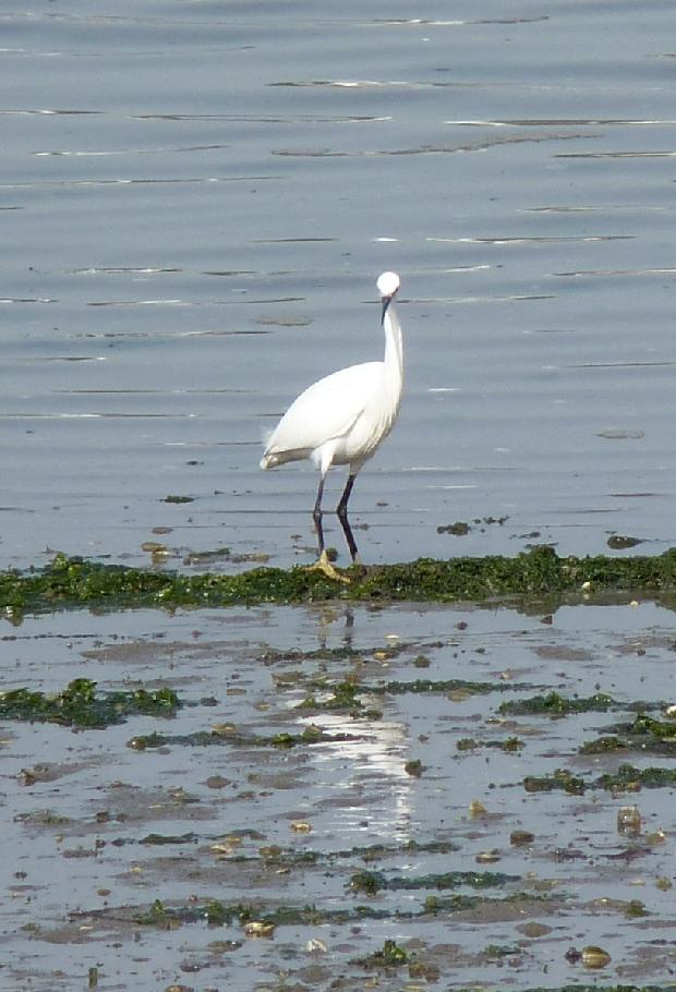 Garça-branca-pequena