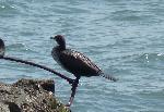 Aves