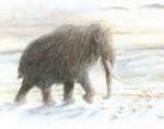 Cria de mamute recuperada nos gelos da Sibéria