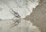 Aves