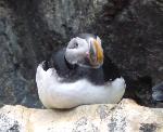 Aves