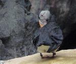 Aves