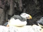 Aves