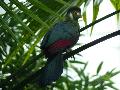 Turaco-de-face-branca