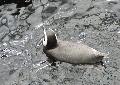 Pinguim-de-Magalhães