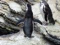 Pinguim-de-Magalhães
