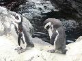Pinguim-de-Magalhães