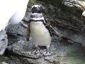 Pinguim-de-Magalhães