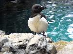 Aves