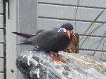 Aves