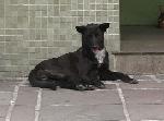 Cães