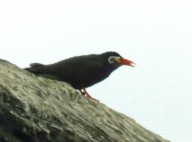 Andorinha-do-mar-inca