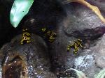 Dendrobates leucomelas <i>(Dendrobates leucomelas)</i>