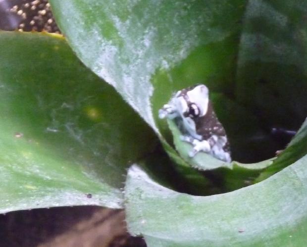 Dendrobates auratus