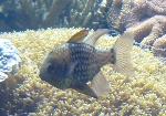 Alcarraz-pijama <i>(Sphaeramia nematoptera)</i>