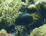 Unicórnio-de-espigão-laranja <i>(Naso lituratus)</i>