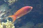 Anthias-de-barbatana-filamentosa <i>(Nemanthias carberryi)</i>