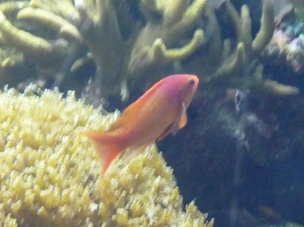 Anthias-de-barbatana-filamentosa
