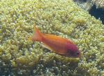 Anthias-de-barbatana-filamentosa <i>(Nemanthias carberryi)</i>