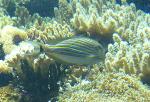 Cirurgião-zebra <i>(Acanthurus lineatus)</i>