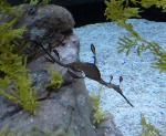 Dragão-marinho-comum <i>(Phyllopteryx taeniolatus)</i>