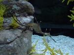 Peixes