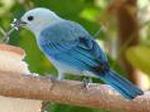Aves