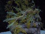 Dragão-marinho <i>(Phycodurus eques)</i>
