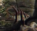 Zebra-de-armadura