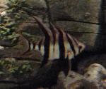 Zebra-de-armadura <i>(Enoplosus armatus)</i>