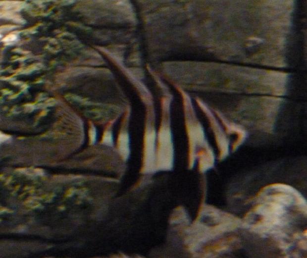 Zebra-de-armadura