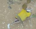Borboleta-de-nariz-comprido
