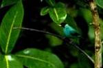 Aves
