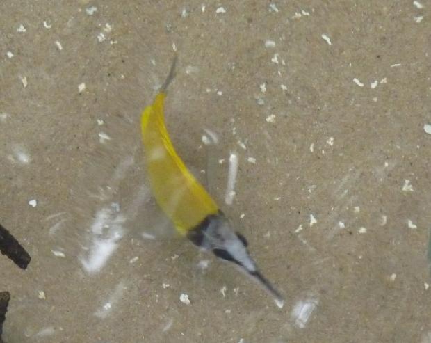 Borboleta-de-nariz-comprido