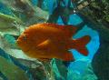 Garibaldi