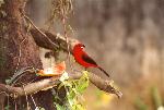 Aves