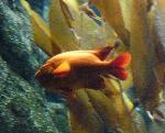 Garibaldi <i>(Hypsypops rubicundus)</i>