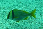 Roncador-listado-americano <i>(Anisotremus virginicus)</i>