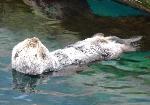 Lontra-marinha <i>(Enhydra lutris)</i>
