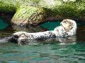 Lontra-marinha