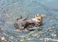 Lontra-marinha
