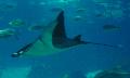 Manta-diabo