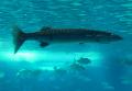 Barracuda-gigante