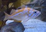 Bodião-canário <i>(Labrus bimaculatus)</i>