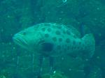 Garoupa-batata <i>(Epinephelus tukula)</i>