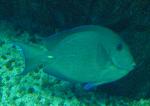 Cirurgião-listado <i>(Acanthurus chirurgus)</i>